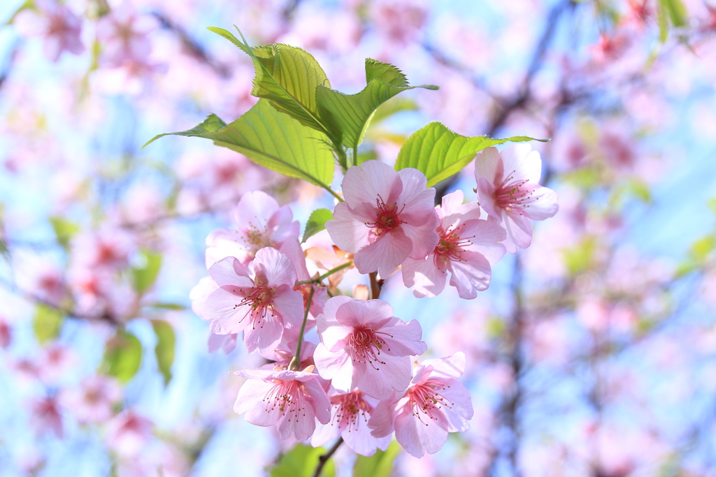 河津桜
