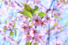 河津桜