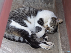 護国寺の猫 