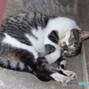 護国寺の猫 