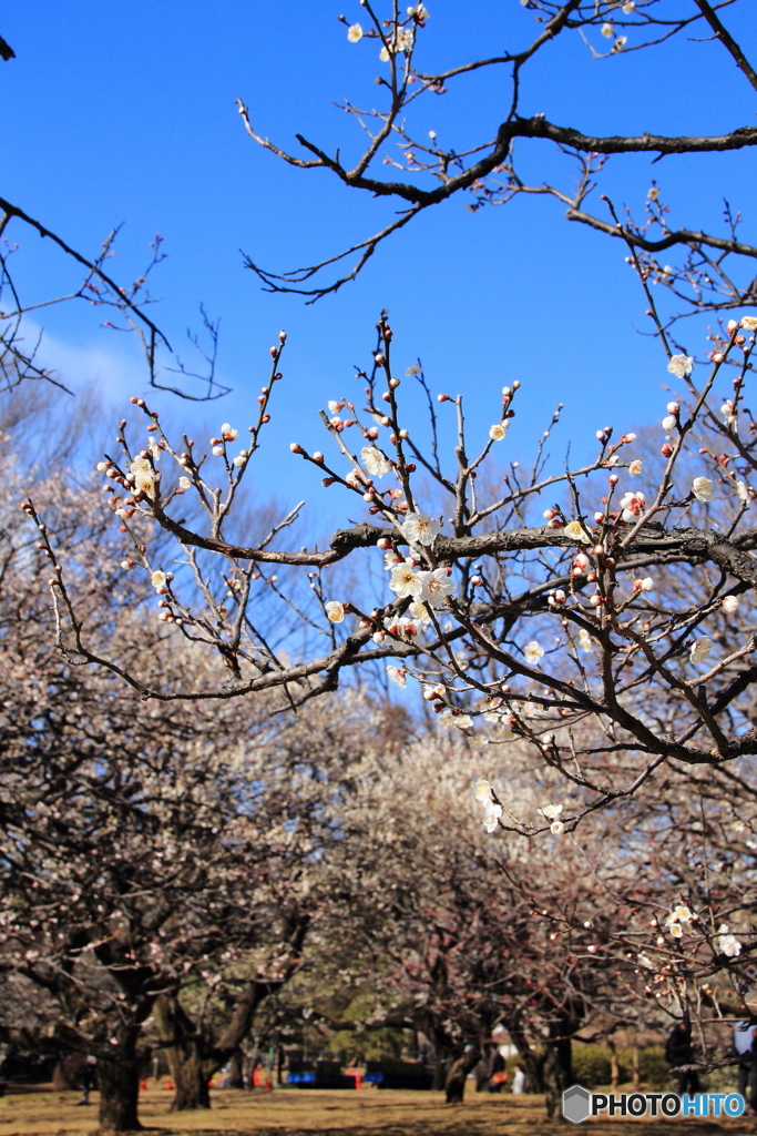 梅の花（一重野梅_2）