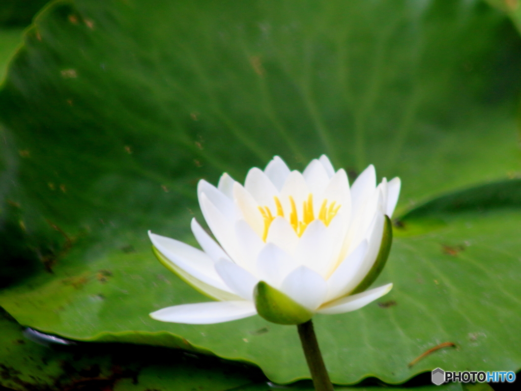 石神井公園の睡蓮3