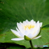 石神井公園の睡蓮3