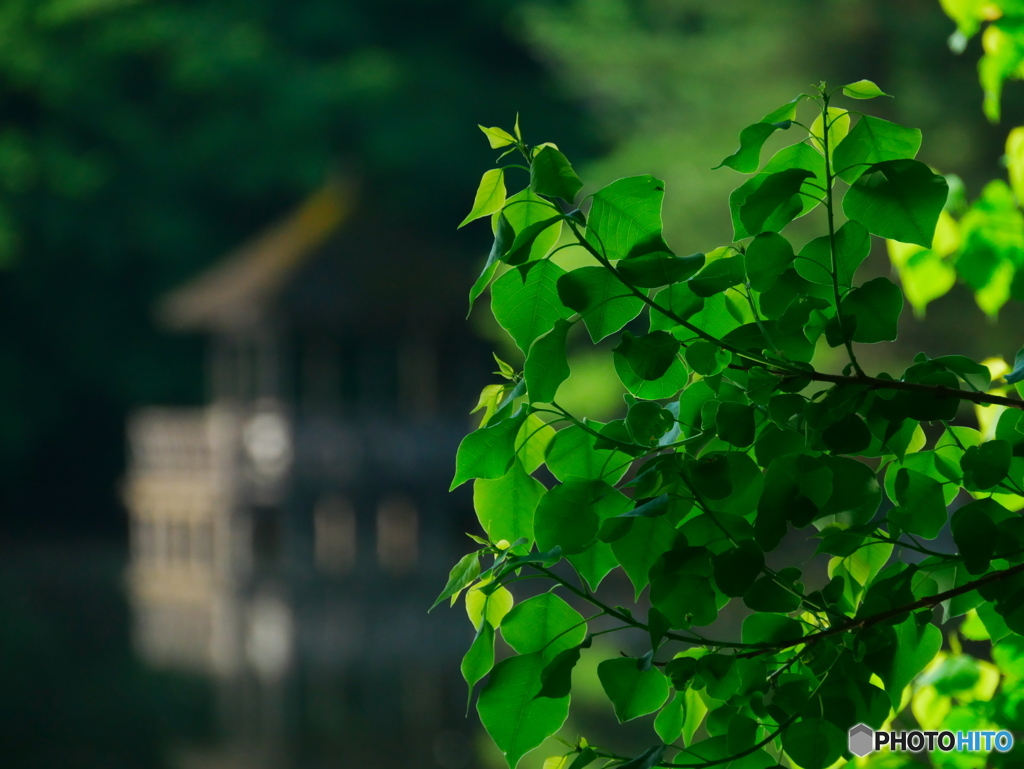 朝の石神井公園01