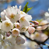 光が丘公園の桜 その２