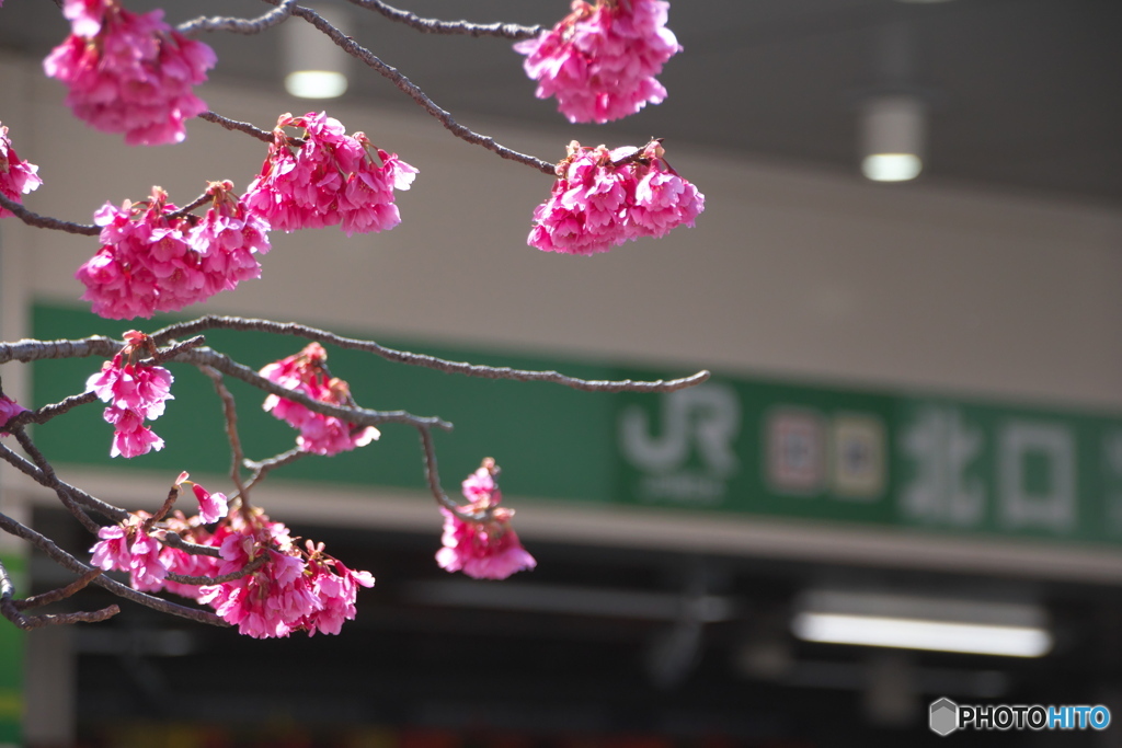 寒緋桜と中野駅北口