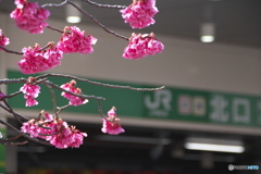 寒緋桜と中野駅北口