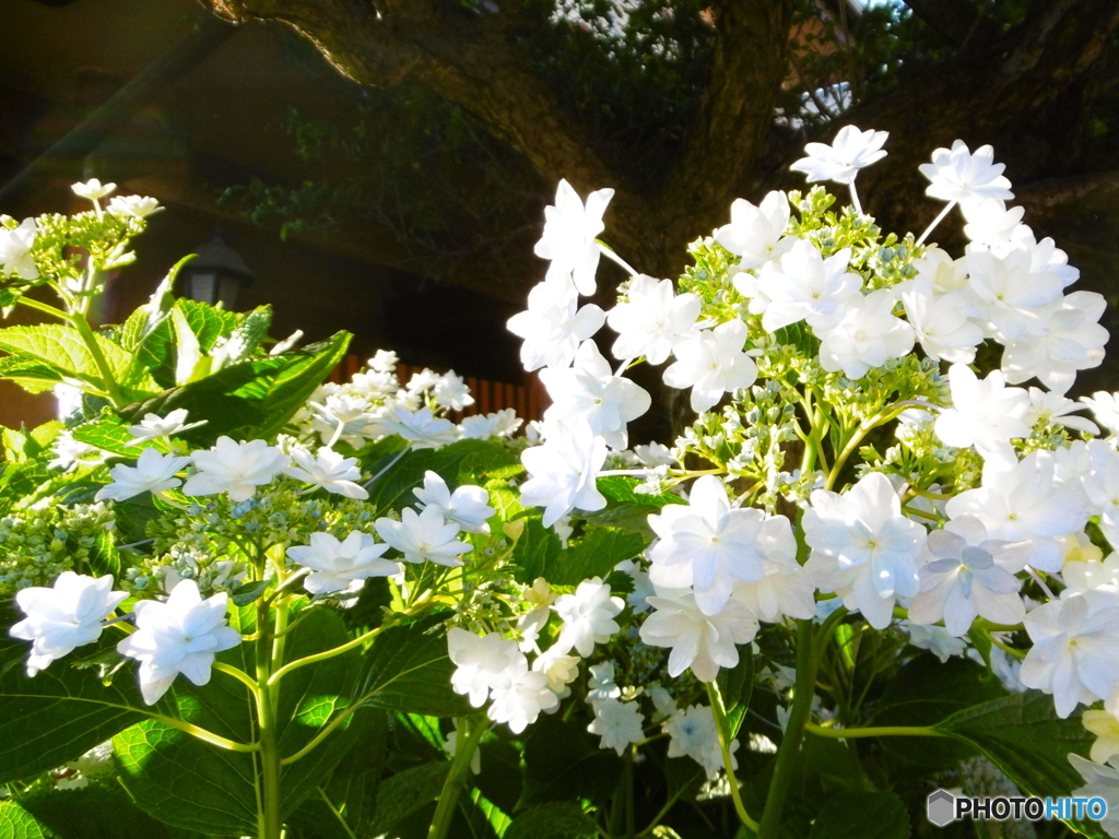 朝日を浴びる紫陽花2