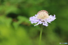 松虫草