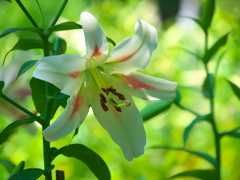 日比谷公園の百合