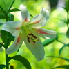 日比谷公園の百合