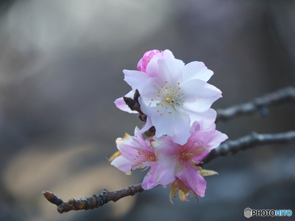 十月桜