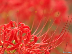 彼岸花