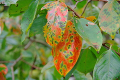 紅葉