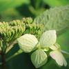 名残の紫陽花