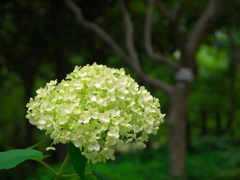 紫陽花