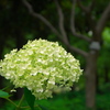 紫陽花