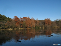 石神井公園（カラー、モノクロ）1