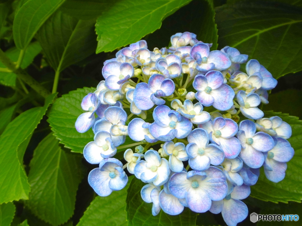 紫陽花_2（2016年５月）