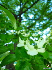 ヤマボウシ