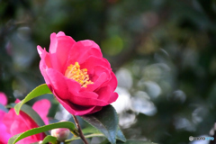 山茶花