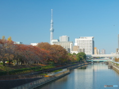 横十間川と東京スカイツリー