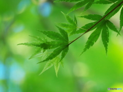 日比谷公園の新緑03