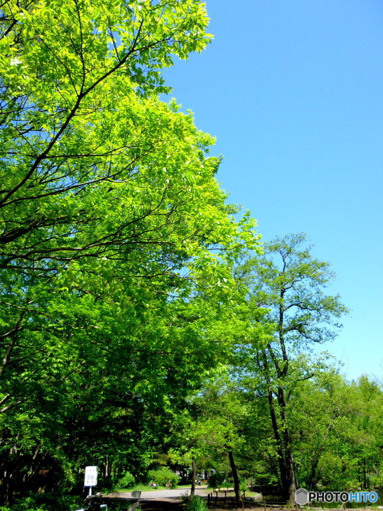 新緑の石神井公園(2016年)4