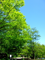 新緑の石神井公園(2016年)4