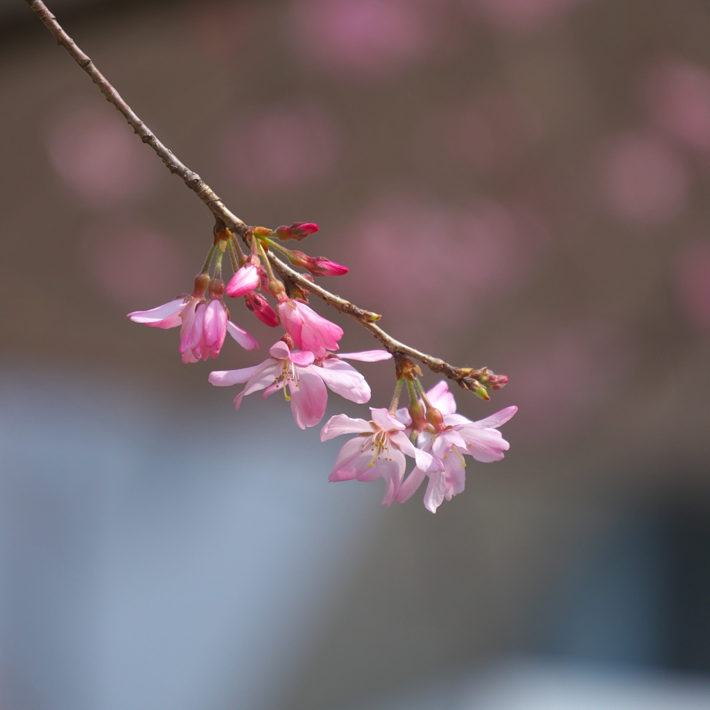 枝垂れ桜_2
