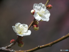 白梅