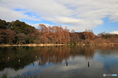 冬の三宝寺池