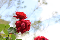 赤い薔薇（ラブストラップ）