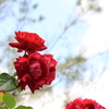 赤い薔薇（ラブストラップ）