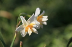 ２月の石神井公園5