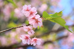 河津桜