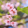 河津桜