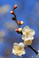 梅の花（白加賀_1）