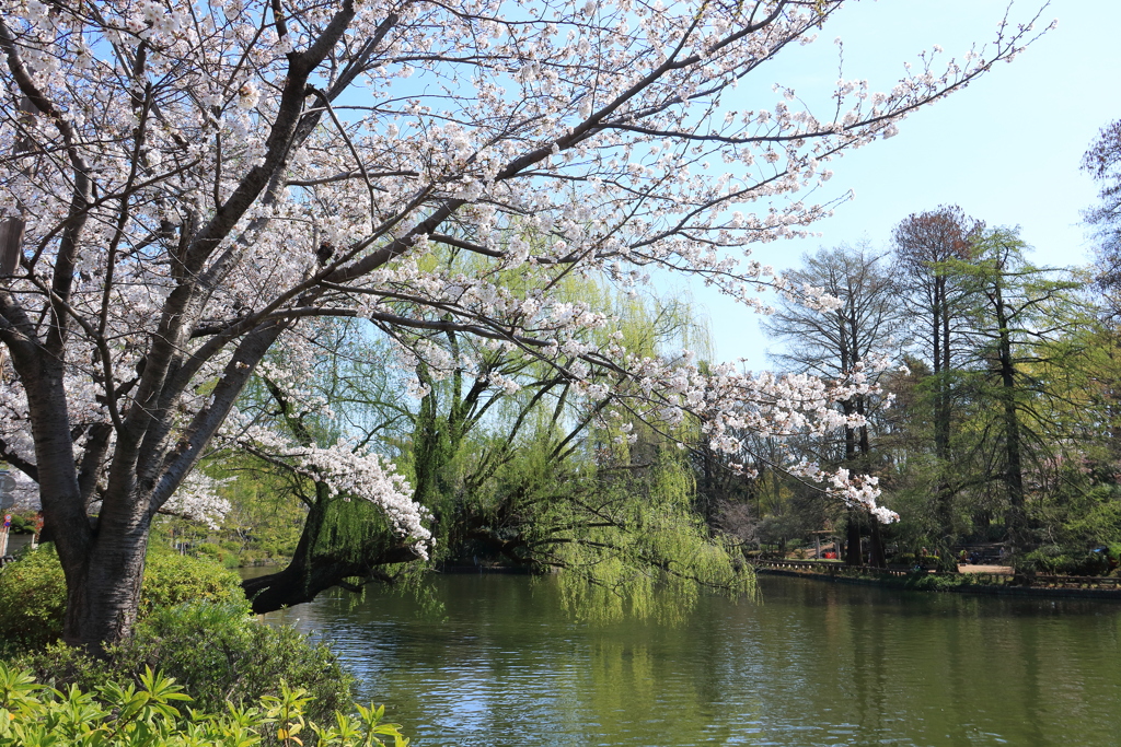 桜と柳