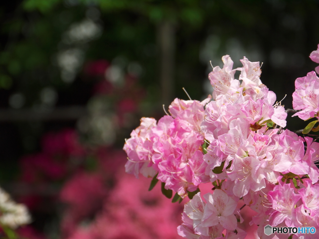 平成つつじ公園9
