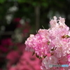 平成つつじ公園9