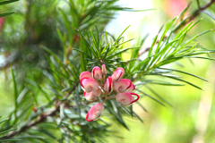 もう少しで開花