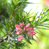 もう少しで開花