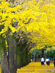 光が丘公園のイチョウ３