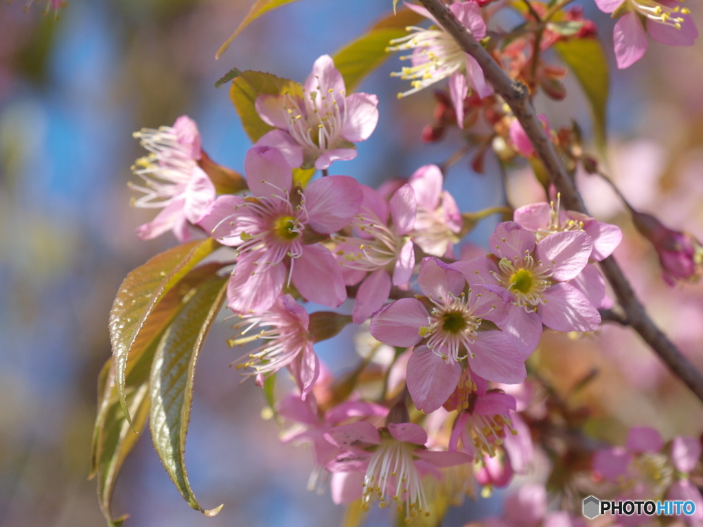 ヒマラヤ桜