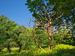 枯れ木のモニュメント