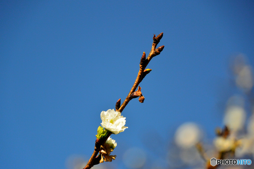 子福桜