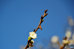 子福桜
