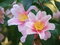 椿