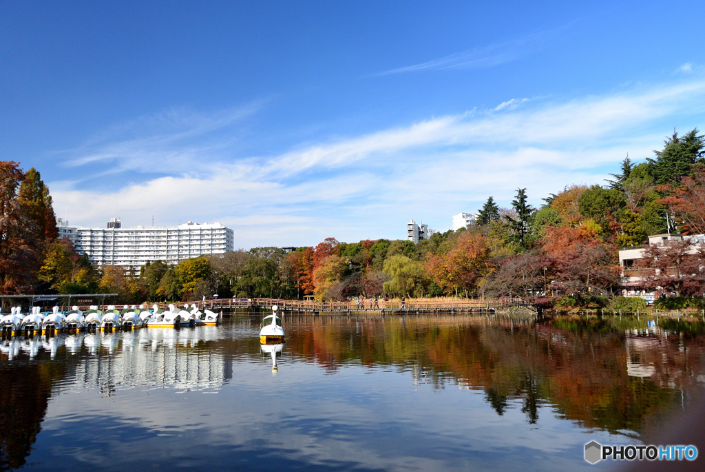 井の頭池と紅葉